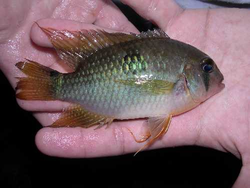 Krobia aff. guianensis , Acarouany l'oeil n'est pas rouge mais la poitrine si !