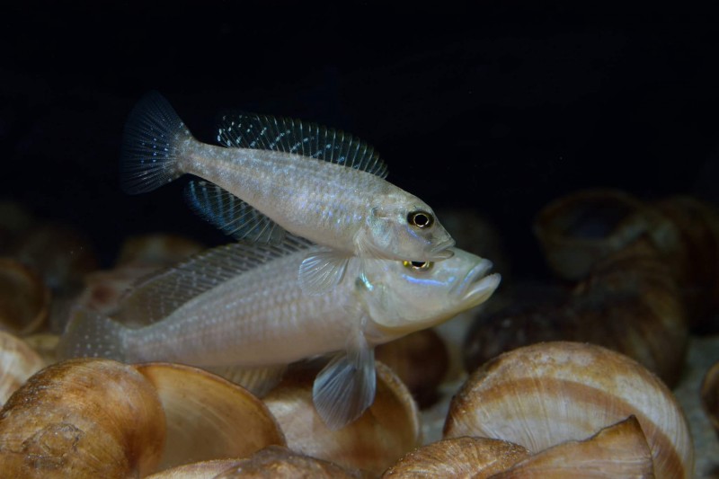 Neolamprologus callipterus