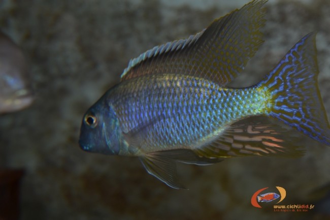 Lethrinops sp. 'black fin' Lupingu