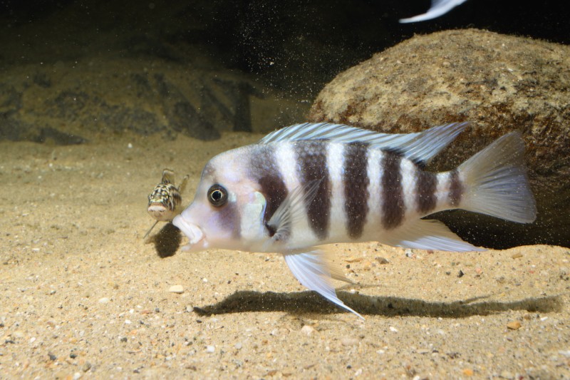 Cyphotilapia gibberosa &quot;Kipili&quot;