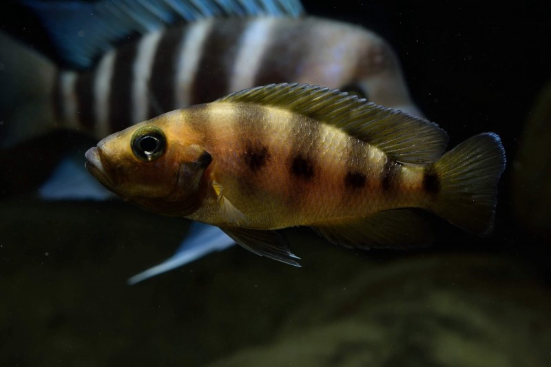 Neolamprologus sexfasciatus gold &quot;Kipili&quot;