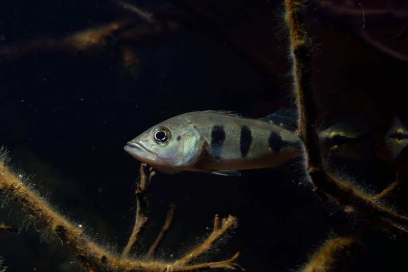 Cichla kelberi