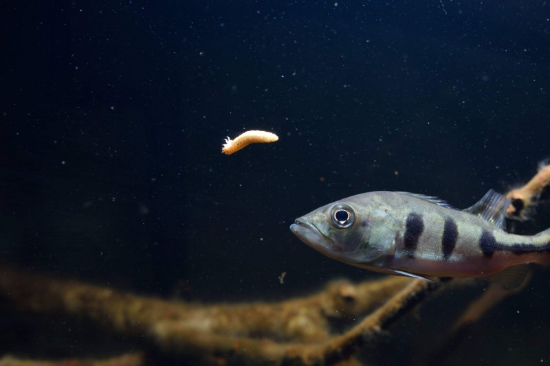 Cichla kelberi