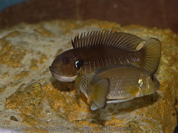 fond-triglachromis.jpg