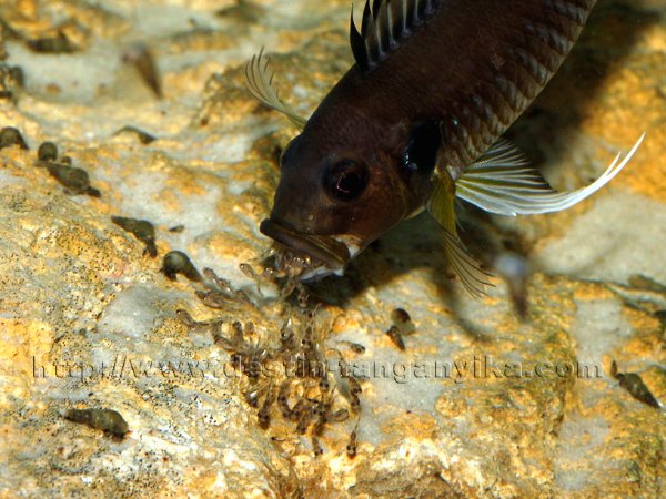 triglachromis-alevin-a.jpg