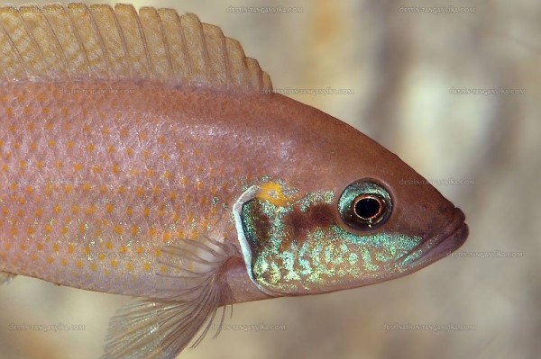 neolamprologus-brichardi-a.1.jpg