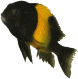 Avatar du membre