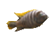 Avatar du membre