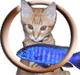 Avatar du membre