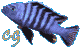 Avatar du membre