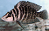 Avatar du membre