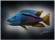 Avatar du membre