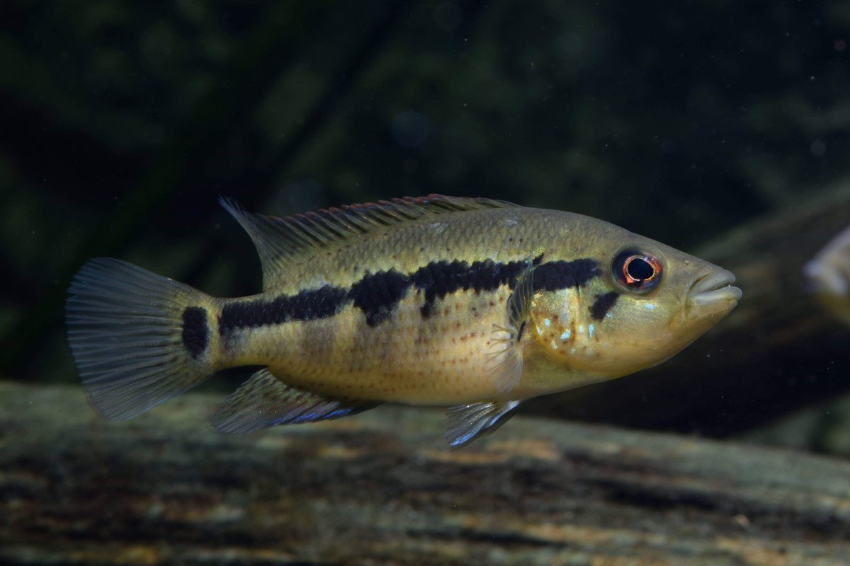 Parachromis dovii