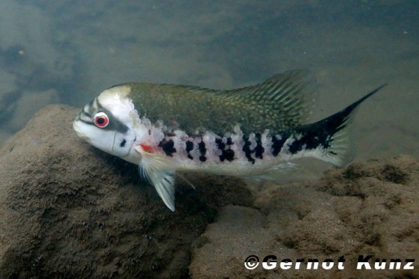 Un tomocichla tuba