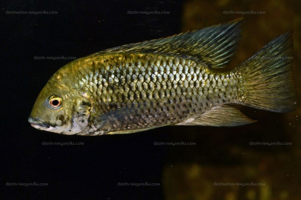 Coptodon discolor (clu de Villebon sur Yvette).