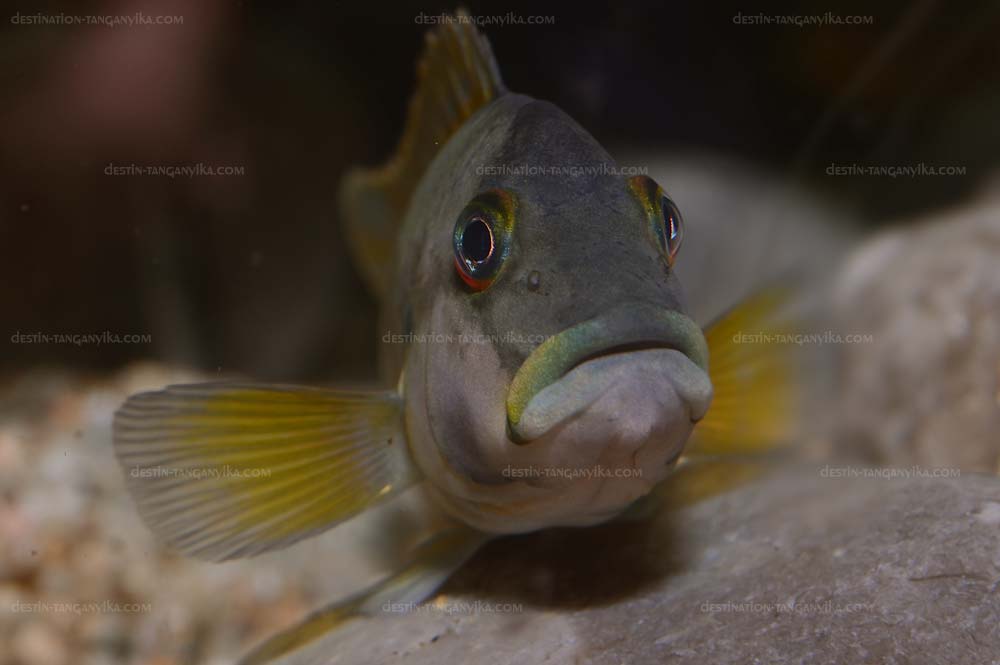 Orthochromis stormsi