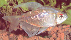 Moenkhausia pittieri