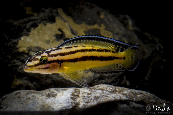 Julidochromis marksmithi