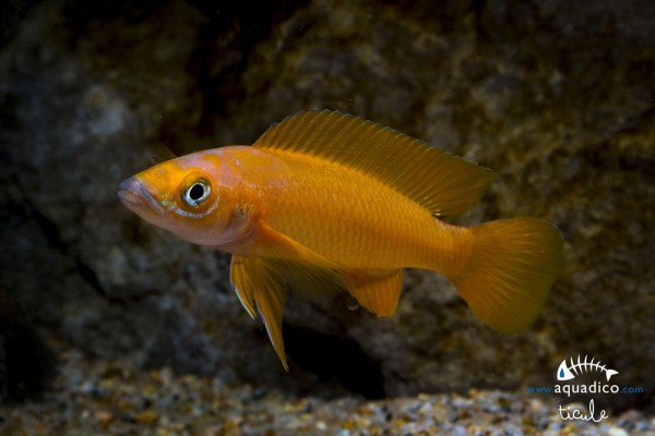 Neolamprologus longior
