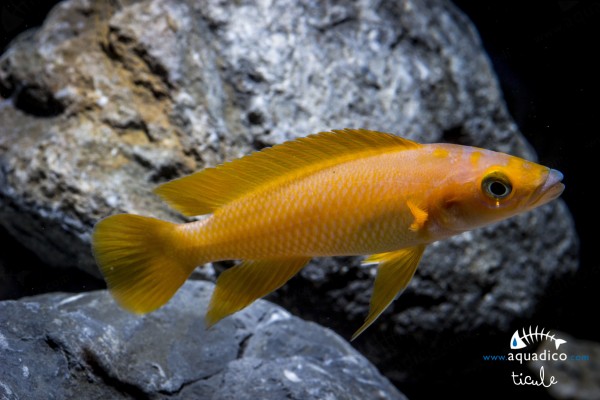 neolamprologus-longior-ticule1.jpg (846.25 Kio) Vu 4370 fois Neolamprologus longior