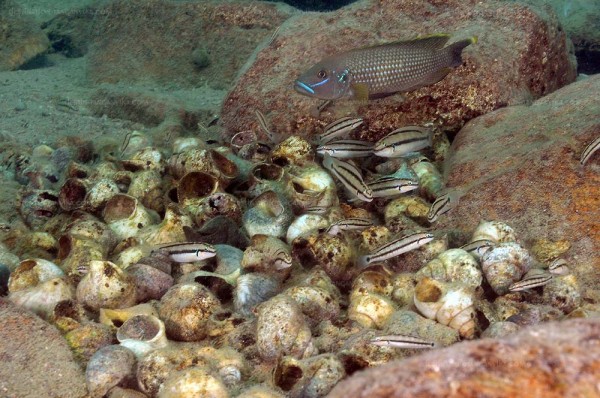 callipterus-vittatus-ulw-b.1.jpg (143.73 Kio) Vu 5863 fois Telmatochromis vittatus