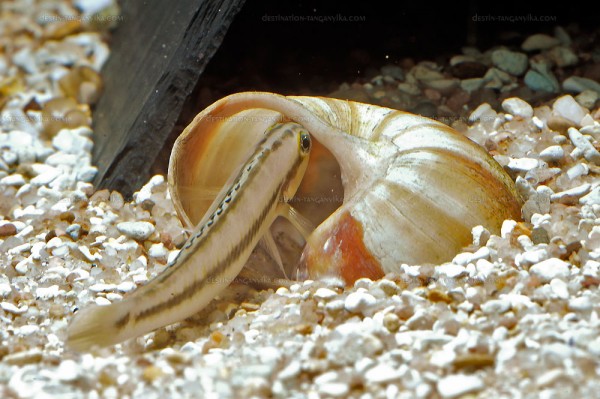 telmatochromis-vittatus-alevins.jpg (162.9 Kio) Vu 5863 fois Telmatochromis vittatus & alevins