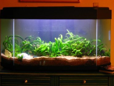 mon aquarium