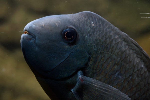 Neetroplus nematopus &quot;Lago Xiloa&quot;