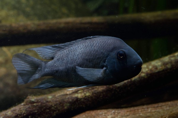 Neetroplus nematopus "Lago Xiloa"