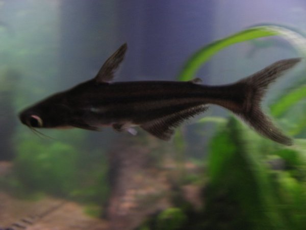 kesako.JPG