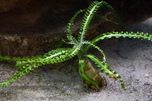 Crinum calamistratum.jpg