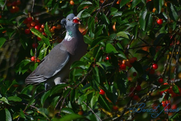 columba-palumbus-d.1.jpg