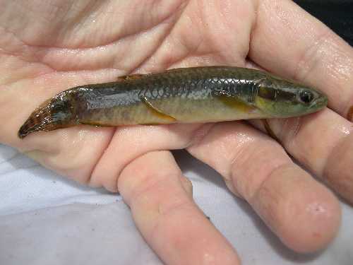 erythrinus.jpg