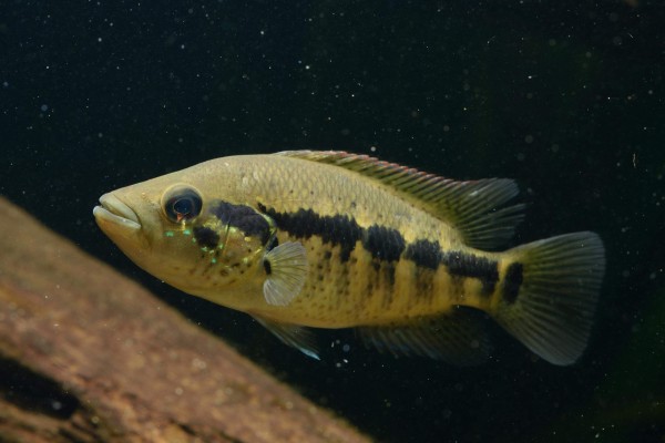 Parachromis dovii