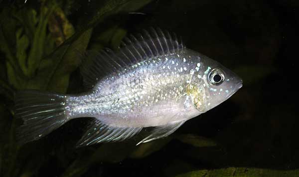 aureus-male-domine.jpg