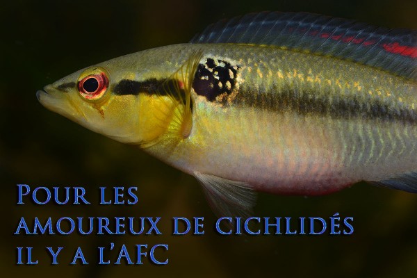 Crenicichla lepidota