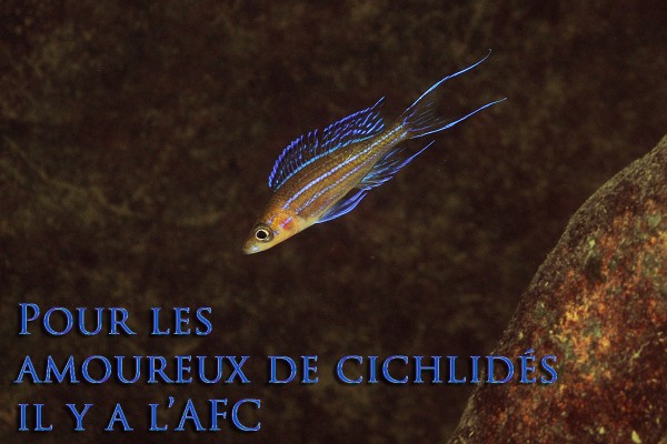 Paracyprichromis nigripinnis