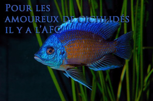 Copadichromis borleyi "Kadango"