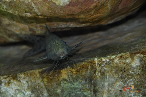 Synodontis nyassae.jpg