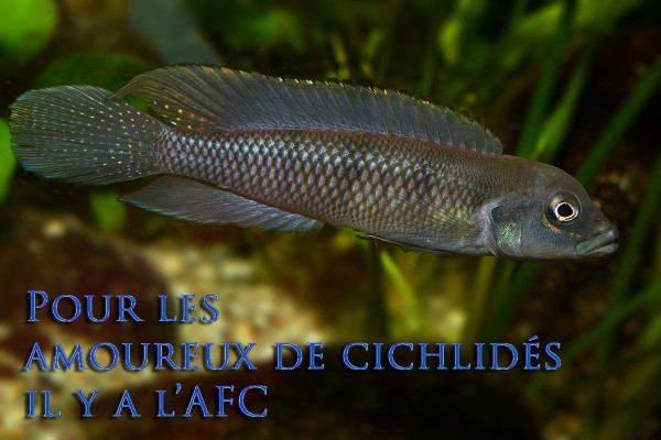 Lamprologus tigripictilis