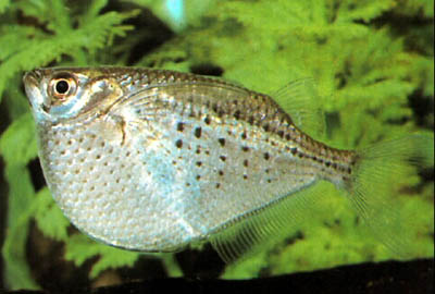 Gasteropelecus%20maculatus.jpg