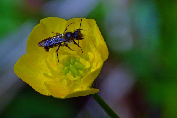 abeille-boutondor.jpg