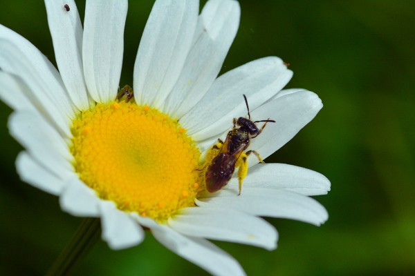 abeille-marguerite.jpg