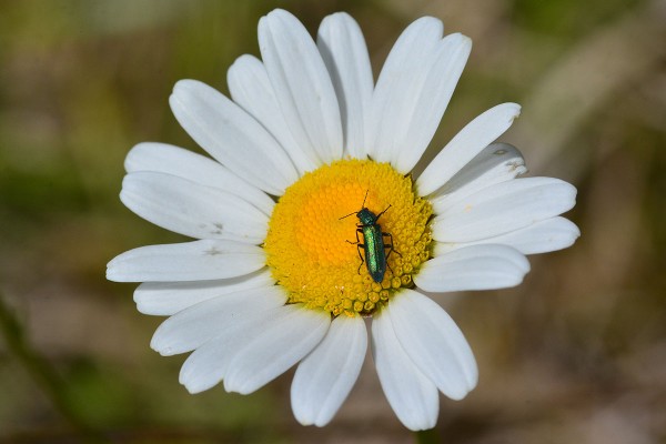 coleoptère-marguerite.jpg