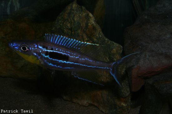 Benthochromis sp. tache noire.jpg