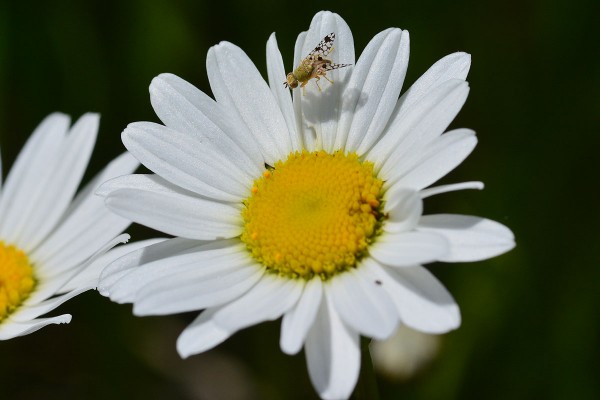 mouche-marguerite.jpg