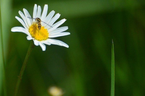 syrphe-marguerite.jpg