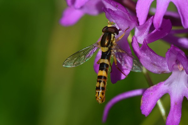 Syrphe sur Anacamptis pyramidalis.