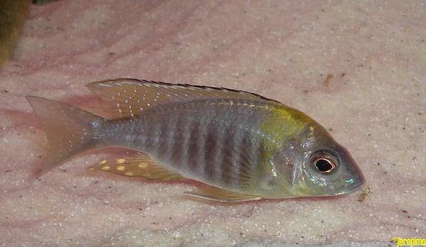 A. chitande type north02.jpg