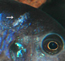 Img0060 copiea.jpg